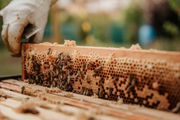 Quels sont les avantages de l'apiculture comme activité physique modérée pour la perte de poids ?